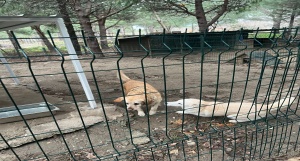 sokak hayvanlarının dostluğunu kazanma projesi